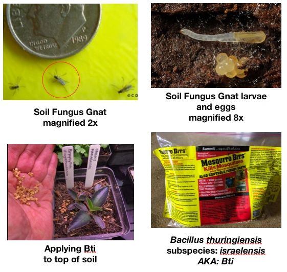 Gnats on sale in soil